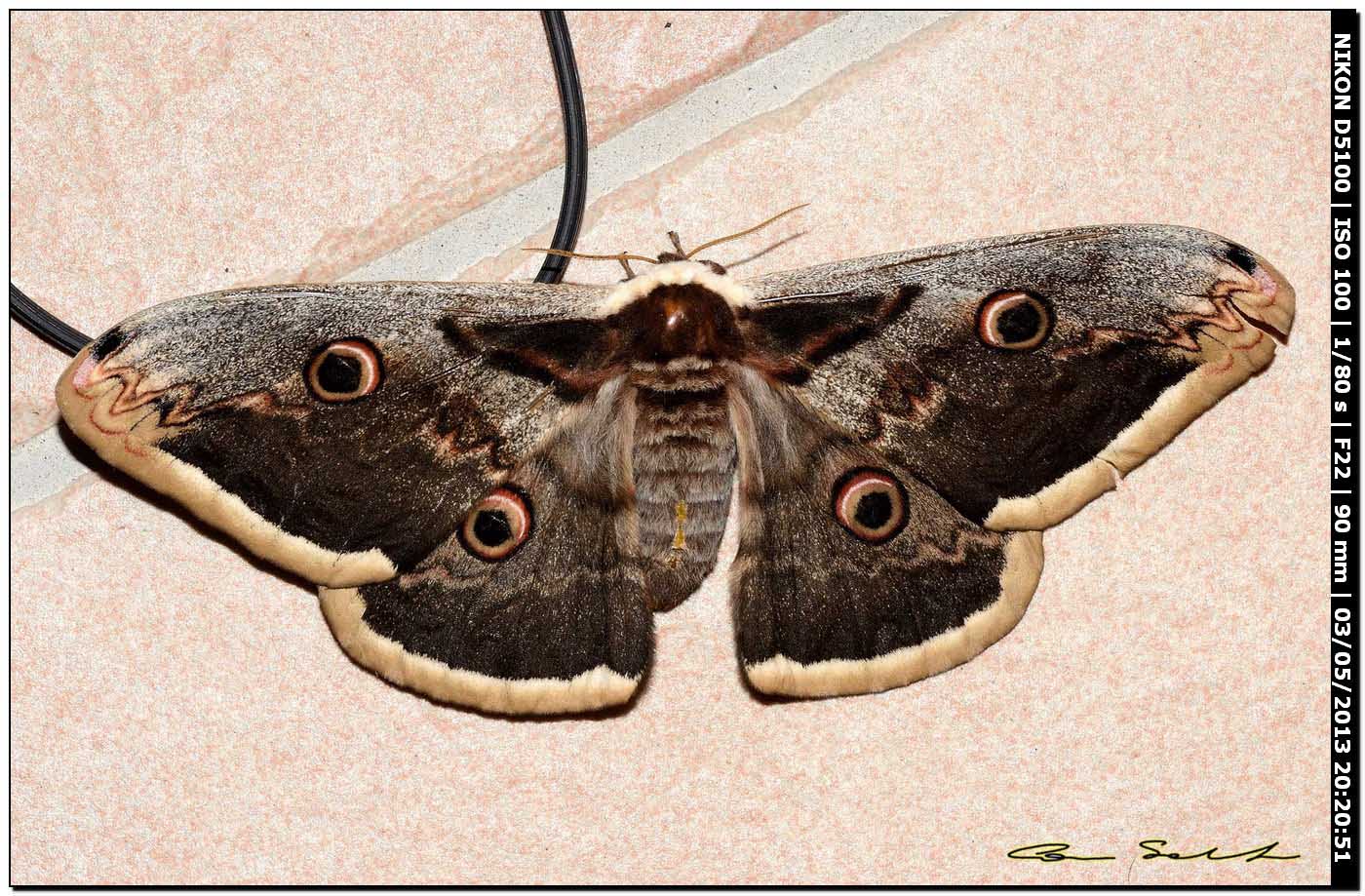 Saturnia pyri